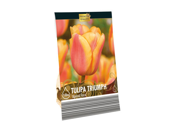Premium Bulbs