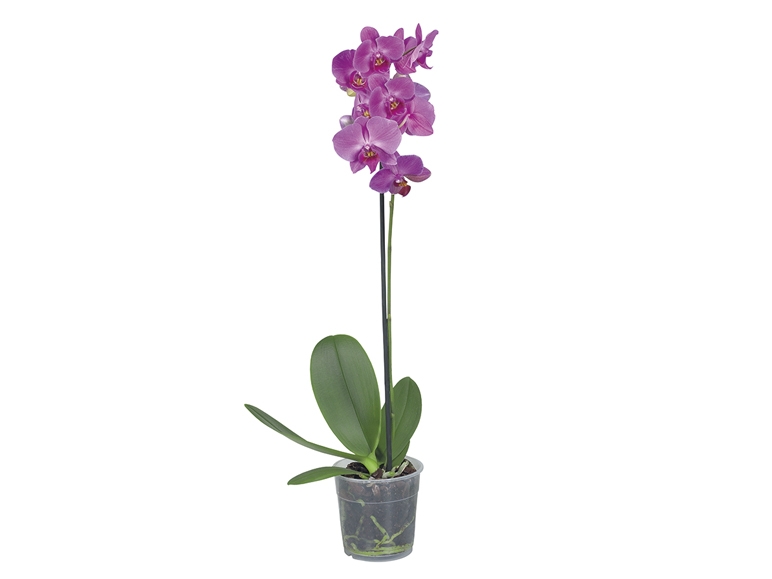 Orchid
