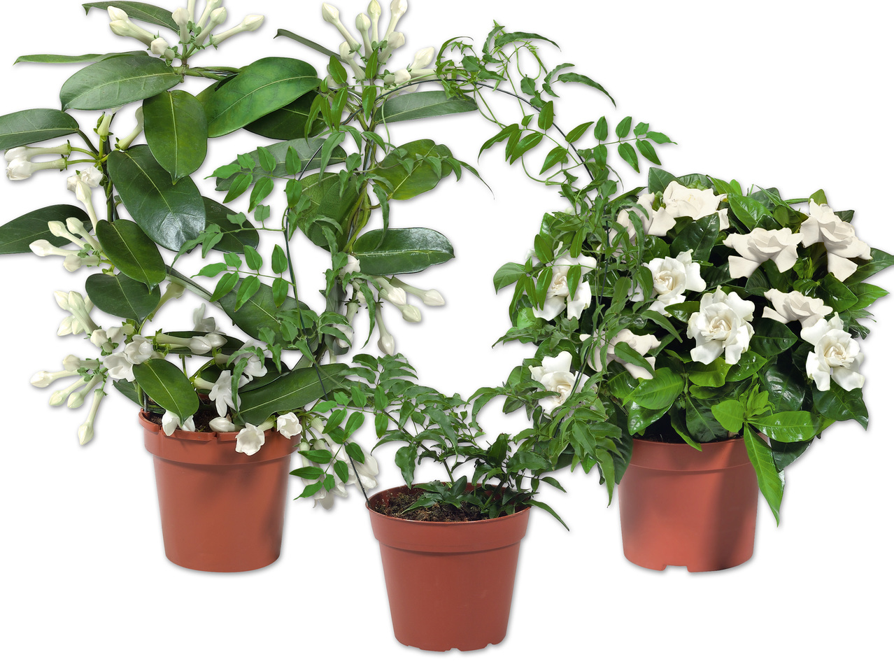 Stephanotis, Jasmin oder Gardenie