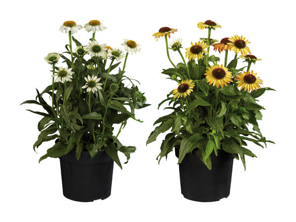 Rudbeckie