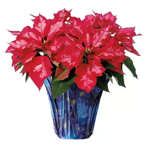 6" Poinsettias - Assorted Color