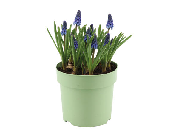 Potted Bulbs