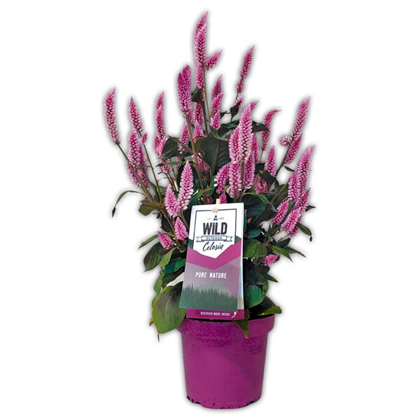 Celosia "Wild Pink"