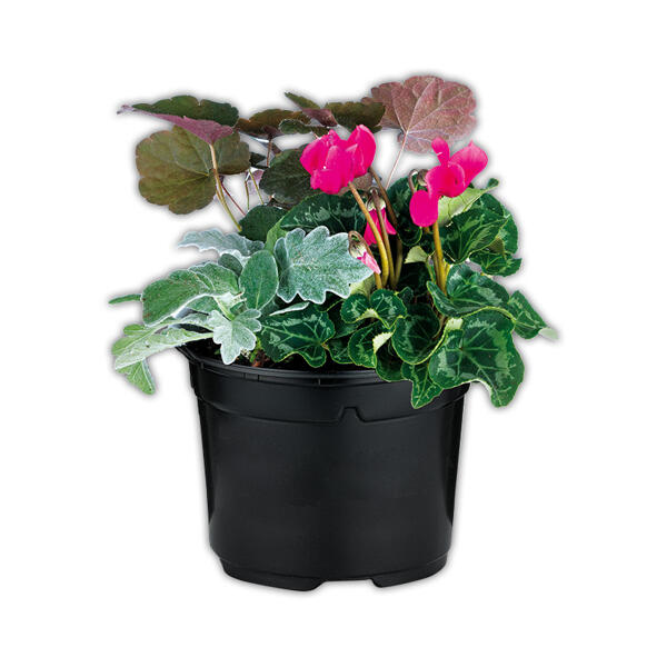 Herbstmix Trio