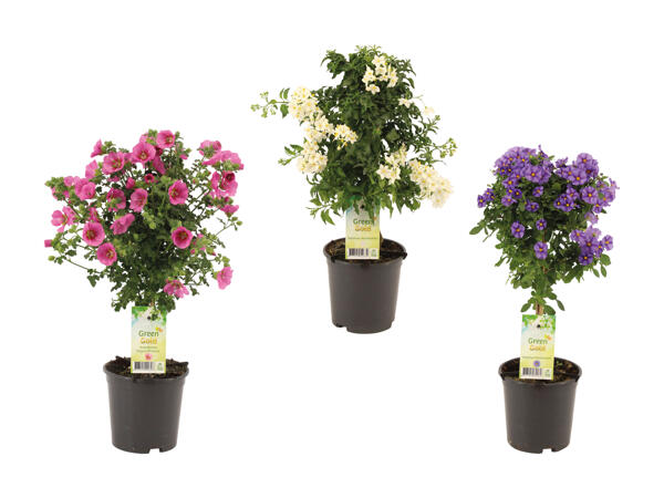 Opstammet terrasseplante