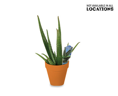 Aloe Vera Plant