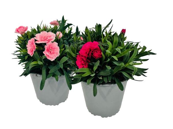 Dianthus