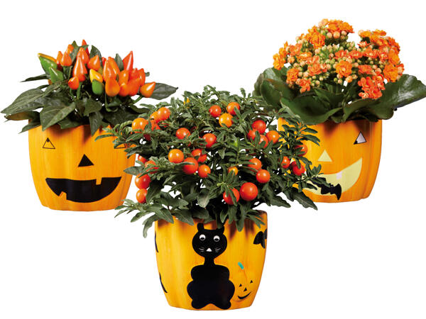 Bepflanzter Halloween-Kürbis