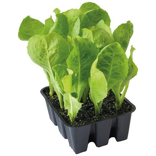 BIO Piante da insalata
