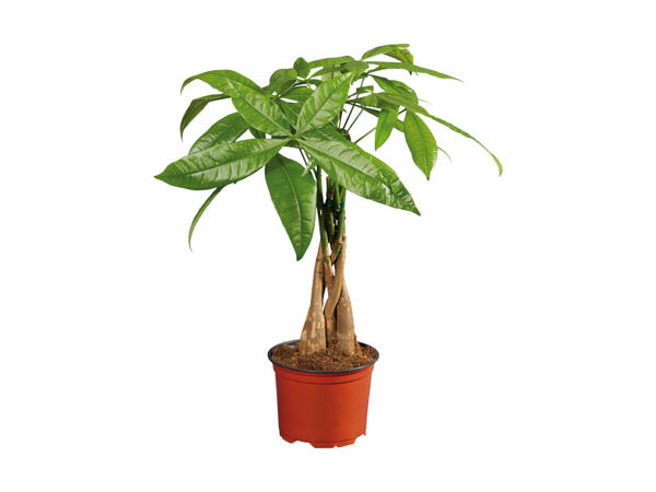 Ficus Ginseng eller Pachira
