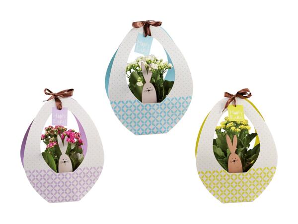 Kalanchoe in confezione a uovo di Pasqua