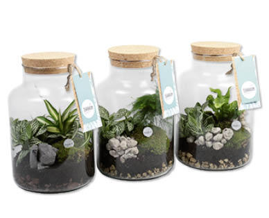 Pflanzenterrarium