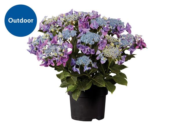 Garden Hydrangea