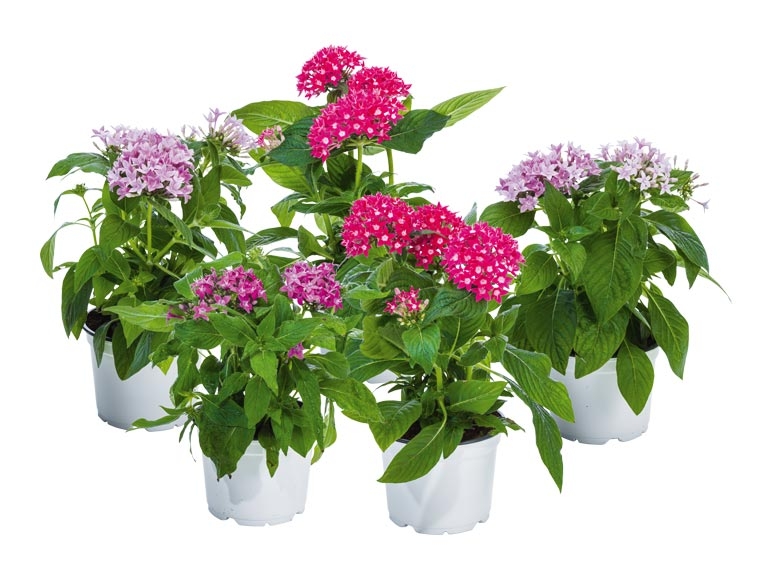 Etoiles égyptiennes (pentas lanceolata) (dès 18.8.)