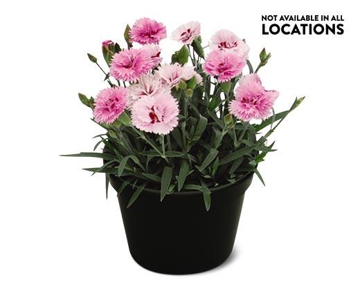 Spring Perennial Assorted Varieties