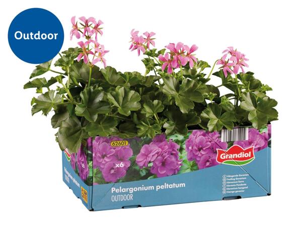 Trailing Geranium