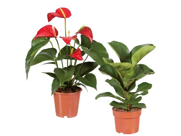 Green or flowering plants