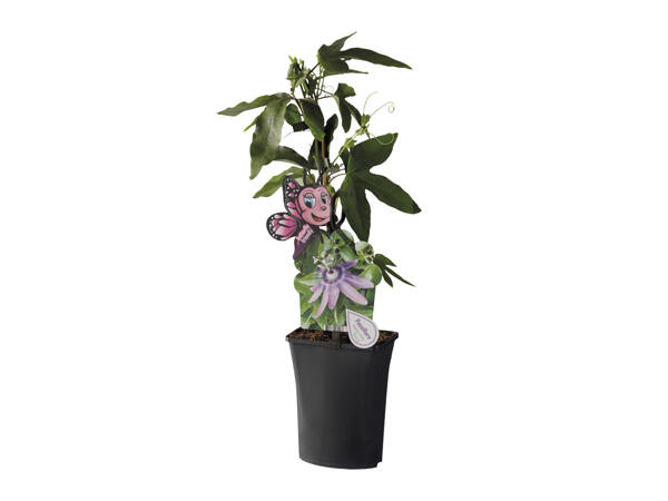 Butterfly Friendly Passiflora