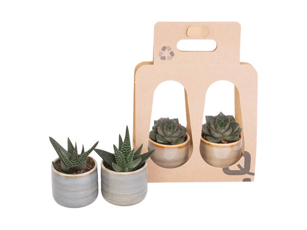 Gaveæske med grøn plante i keramik