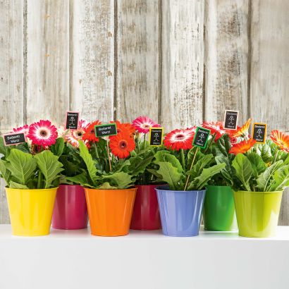 Gerbera