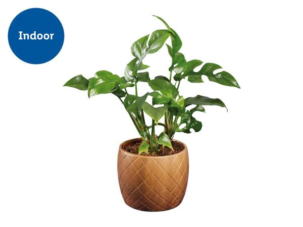 Plant in Wood Design Ceramic