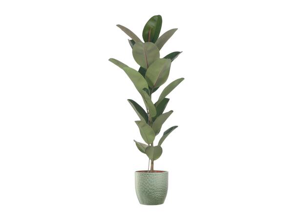 Large Green Houseplants