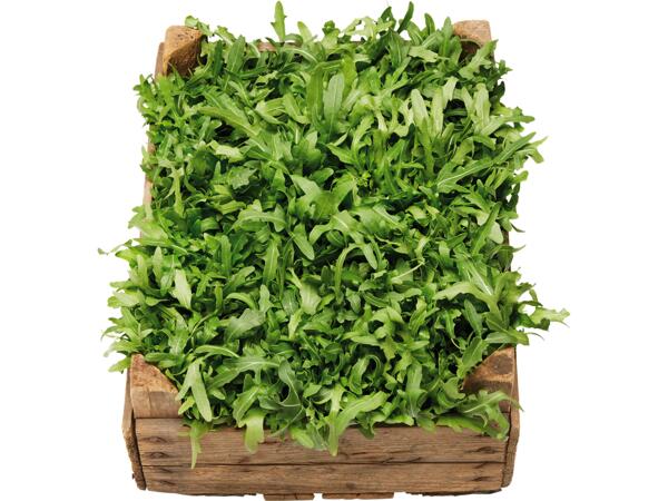 Ruccola