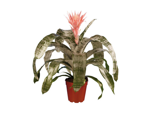 Lanseroset Aechmea
