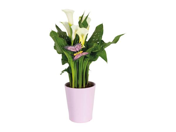 Calla in Ceramic Pot