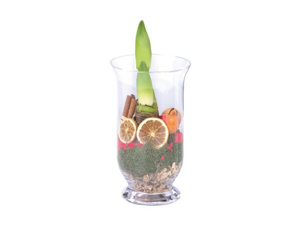 Amaryllis i glas