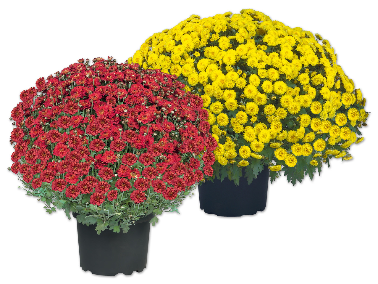 Chrysanthemenbusch