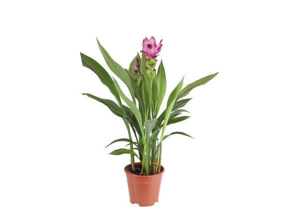 Curcuma