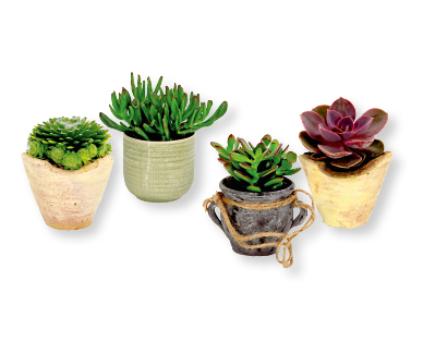 Plantes succulentes "semaine italienne"
