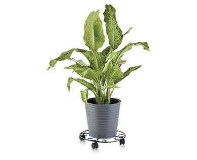Gardenline Plant Bracket or Plant Caddy