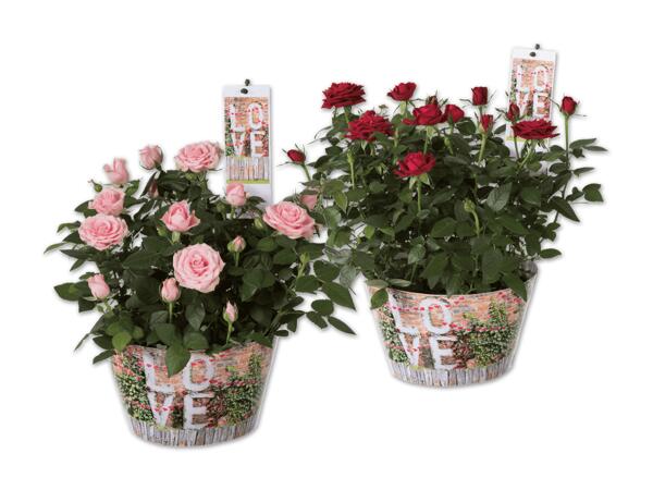 Rosenschale "Love"
