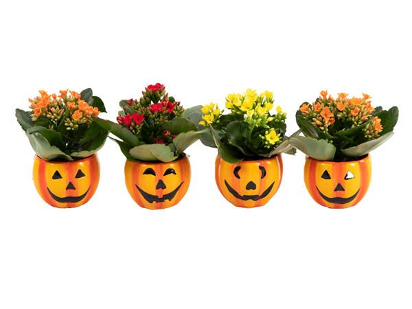Halloween Kalanchoe in Ceramic
