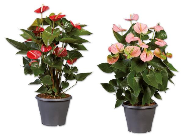 Anthurium