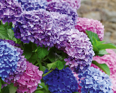 Hortensie