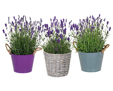 LAVENDEL XL