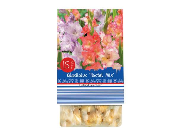 Autumn Flowering Bulbs