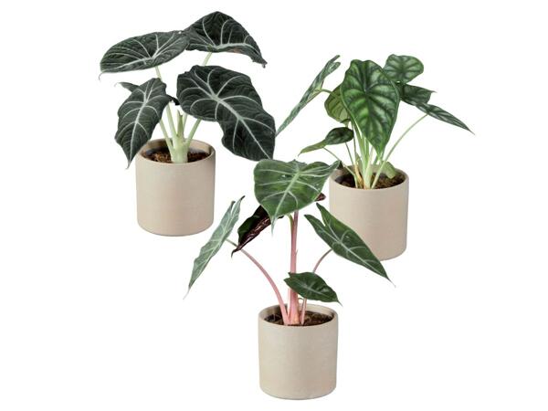 Alocasia in Ceramic Pot
