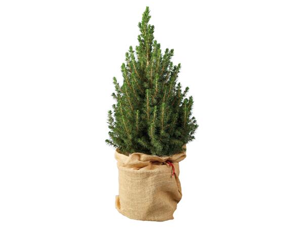 Fir