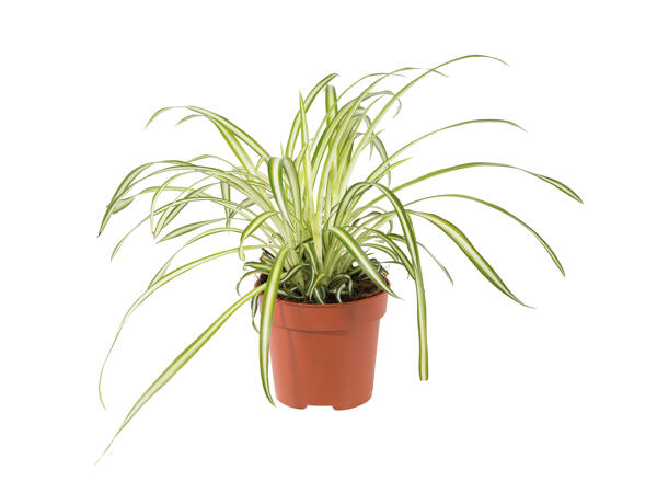 Assorted Green Plants