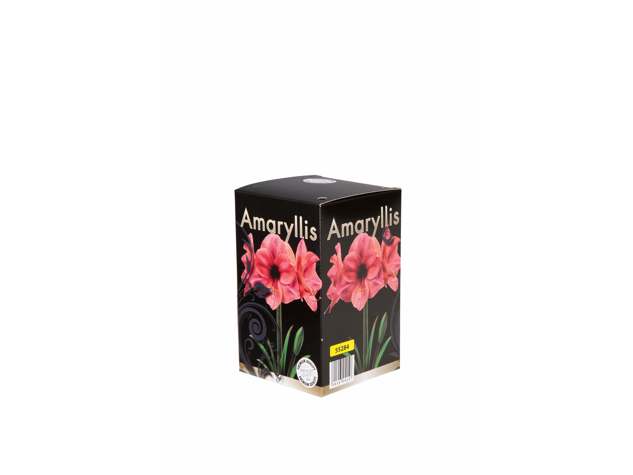 Amaryllis
