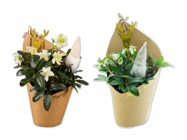 Christrose mit Wichtel in Potcover