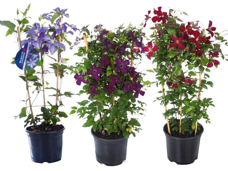 Clematis am Spalier