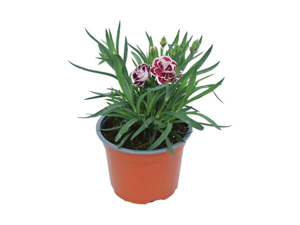 Scented Dianthus
