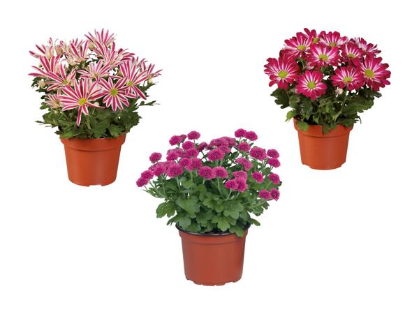 Chrysanthemen Multiflora