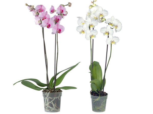 Schmetterlingsorchidee 2 Trieber