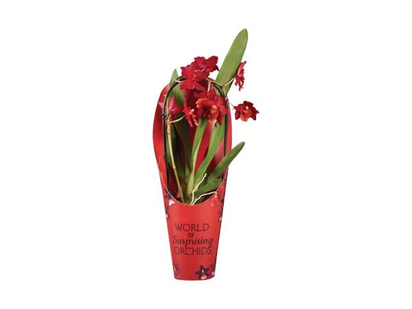 Orchid Mix in Pot Cover